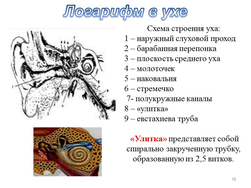 Логарифм в ухе Схема строения уха: 1 – наружный слуховой проход  2 –